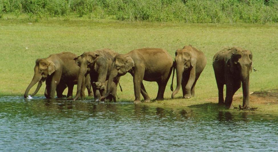 Periyar